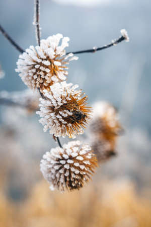 natural background from frozen plant covered with hoarfrostの写真素材