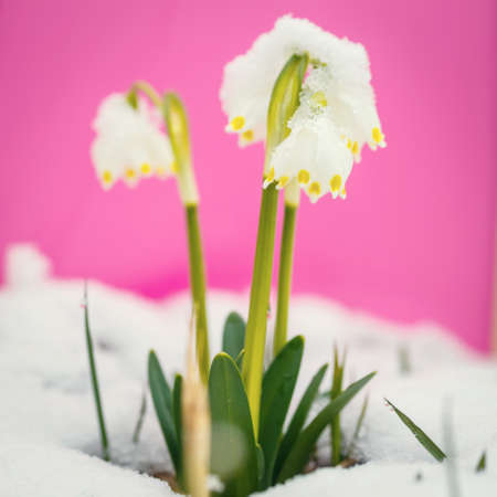 Spring snowflakes flowers - leucojum vernum carpaticum の写真素材