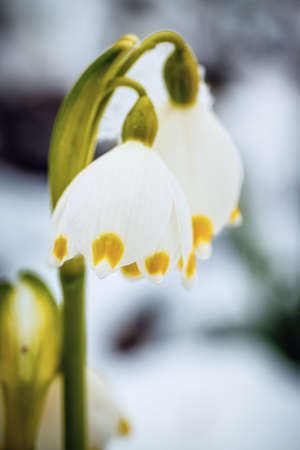 Spring snowflakes flowers - leucojum vernum carpaticum 