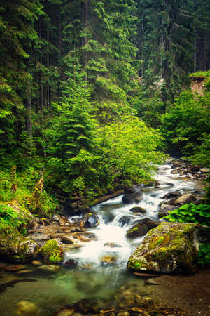 creek running in the foest through the stones