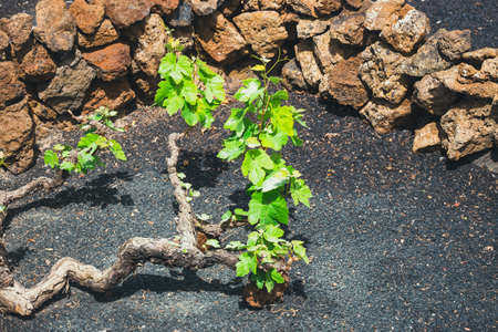 famous vineyards of La Geria on volcanic soil, Lanzarote Island, Spainの写真素材