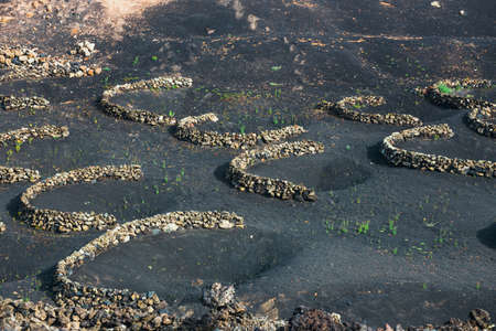 famous vineyards of La Geria on volcanic soil, Lanzarote Island, Spainの写真素材
