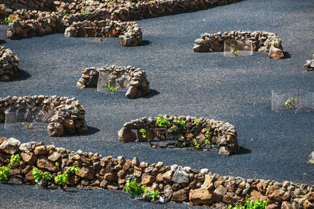 famous vineyards of La Geria on volcanic soil, Lanzarote Island, Spainの写真素材