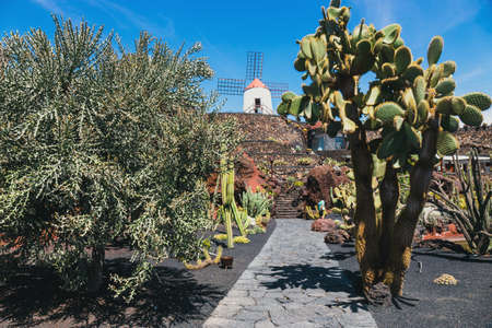LANZAROTE - March 29, 2017: View of cactus garden in Guatiza, popular attraction in Lanzarote, Canary islandsのeditorial素材