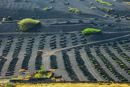 famous vineyards of La Geria on volcanic soil, Lanzarote Island, Spainの写真素材