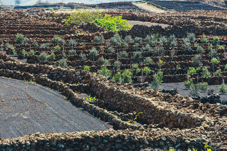 famous vineyards of La Geria on volcanic soil, Lanzarote Island, Spainの写真素材