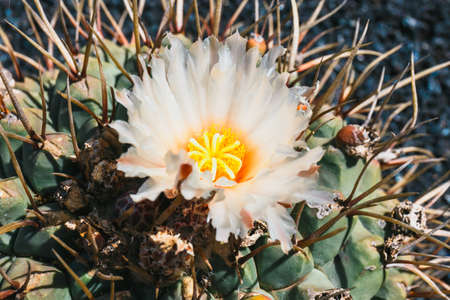 Beautiful cactus in the garden, close upの写真素材
