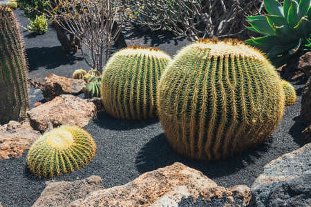 close up of Echinocactus grusonii cactus, Lanzarote