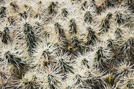 Beautiful cactus in the garden, close upの写真素材