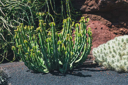 Beautiful cactus in the garden, close upの写真素材