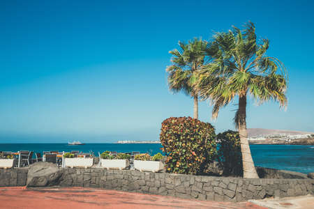 tropical palm trees on blue sky backgroundの写真素材