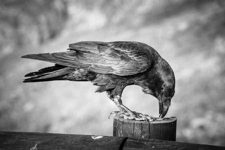 Common Raven sitting on a wooden beam, black and white photoの写真素材