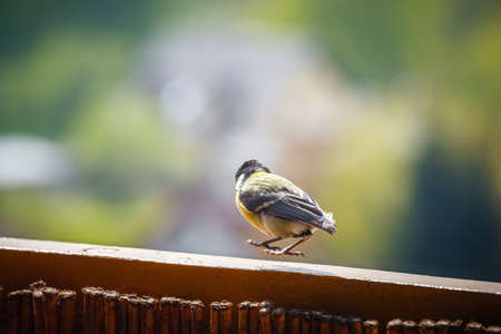 young titmouse is preparing for the first flightの写真素材