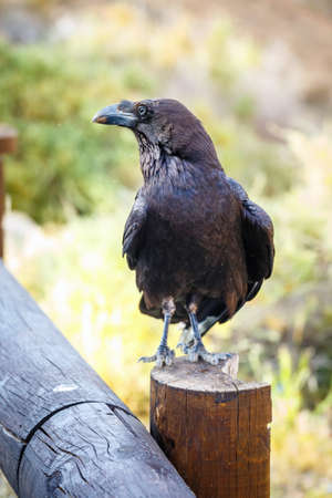 Common Raven sitting on a wooden beam, close upの写真素材