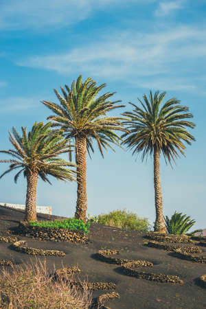 Volcanic landscape of Lanzarote, Canary Islands, Spainの写真素材