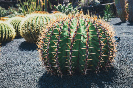close up of Echinocactus grusonii cactus, Lanzaroteの写真素材