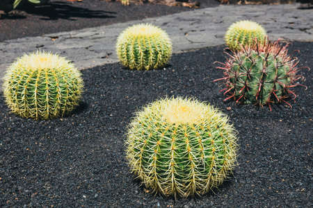 close up of Echinocactus grusonii cactus, Lanzaroteの写真素材