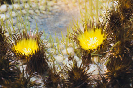 close up of Echinocactus grusonii cactus, Lanzaroteの写真素材