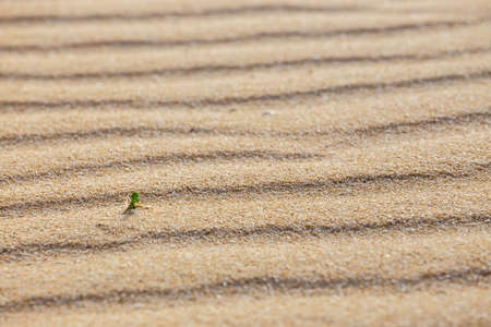 Lines in the sand of a beach, close upの写真素材