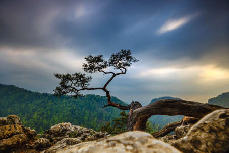 Sokolica peak in Pieniny Mountains with a famous pine at the top, Polandの写真素材
