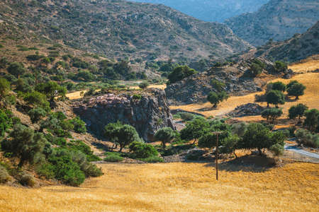 olive fields on Crete Island in Greece, Cretan landscapeの写真素材