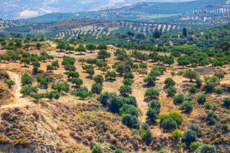 olive fields on Crete Island in Greece, Cretan landscapeの写真素材