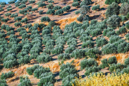 olive fields on Crete Island in Greece, Cretan landscapeの写真素材