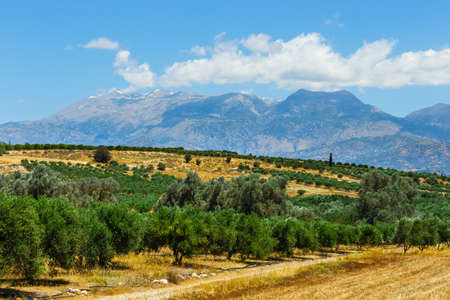 Beautiful mountain landscape with olive plantation, Crete Island, Greeceの写真素材