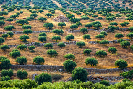 Olive fields on Crete Island in Greece, Cretan landscapeの写真素材