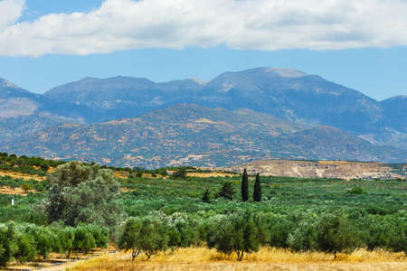 Beautiful mountain landscape with olive plantation, Crete Island, Greeceの写真素材
