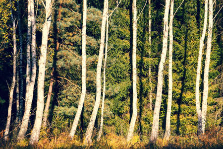 Forest trees, natural sunlight wooden backgroundの写真素材