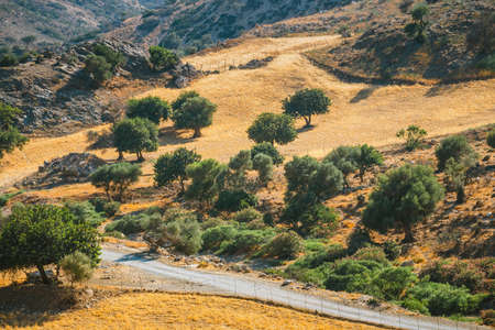 olive fields on Crete Island in Greece, Cretan landscapeの写真素材