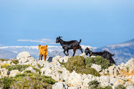 Domestic goat in the mountains on Crete Island, Greeceの写真素材