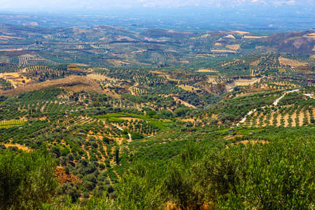 olive fields on Crete Island in Greece, Cretan landscapeの写真素材
