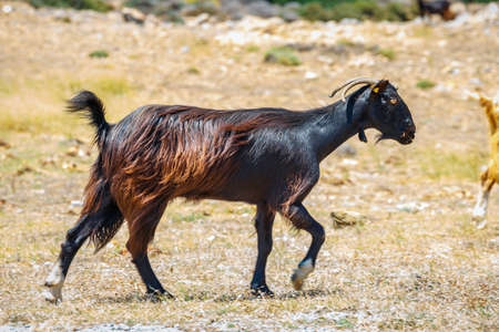 Domestic goat on Crete Island, Greeceの写真素材