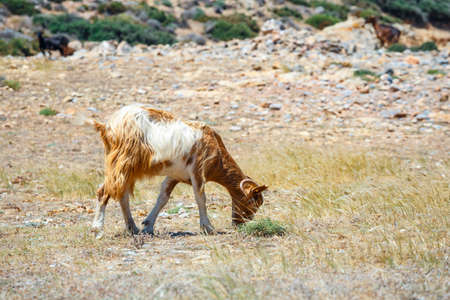 Domestic goat on Crete Island, Greeceの写真素材