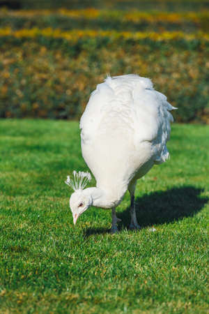 Portrait of albino Peacock at Wallenstein Garden in Prague, Czech Republicの写真素材