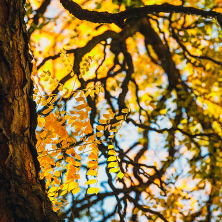 Colorful background of autumn leaf, close upの写真素材
