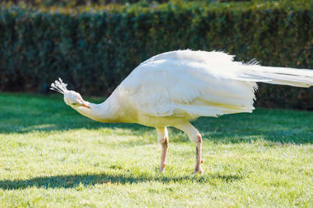 Portrait of albino Peacock at Wallenstein Garden in Prague, Czech Republicの写真素材