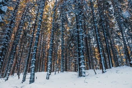 Frozen forest with snow, winter landscapeの写真素材