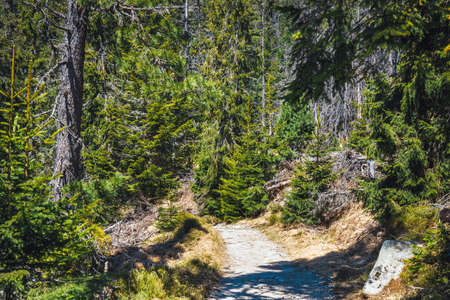 broken forest after mountain wind in the tatra mountainsの写真素材