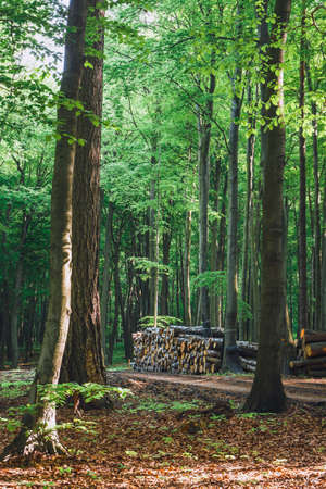 pile of wood in the green forestの写真素材