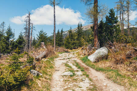 broken forest after mountain wind in the tatra mountainsの写真素材