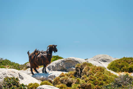 Domestic goat on Crete Island, Greeceの写真素材