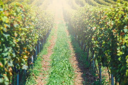 Red grapes in a vineyardの写真素材