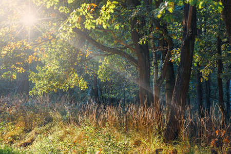 rays of sunlight in the green forestの写真素材