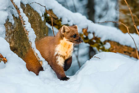 Single weasel sitting at snow field, mustela nivalisの写真素材