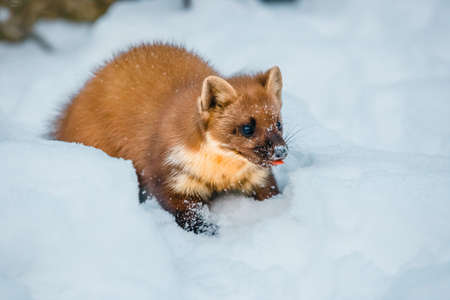 Single weasel sitting at snow field, mustela nivalisの写真素材