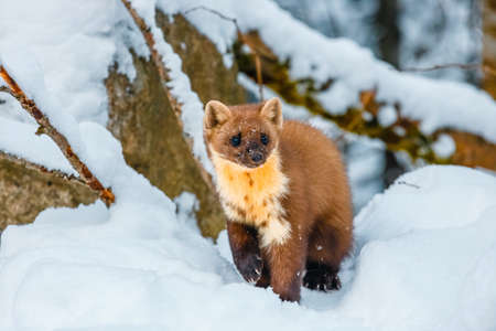 Single weasel sitting at snow field, mustela nivalisの写真素材