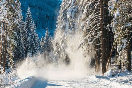 the snow slides off the trees onto the mountain pathの写真素材